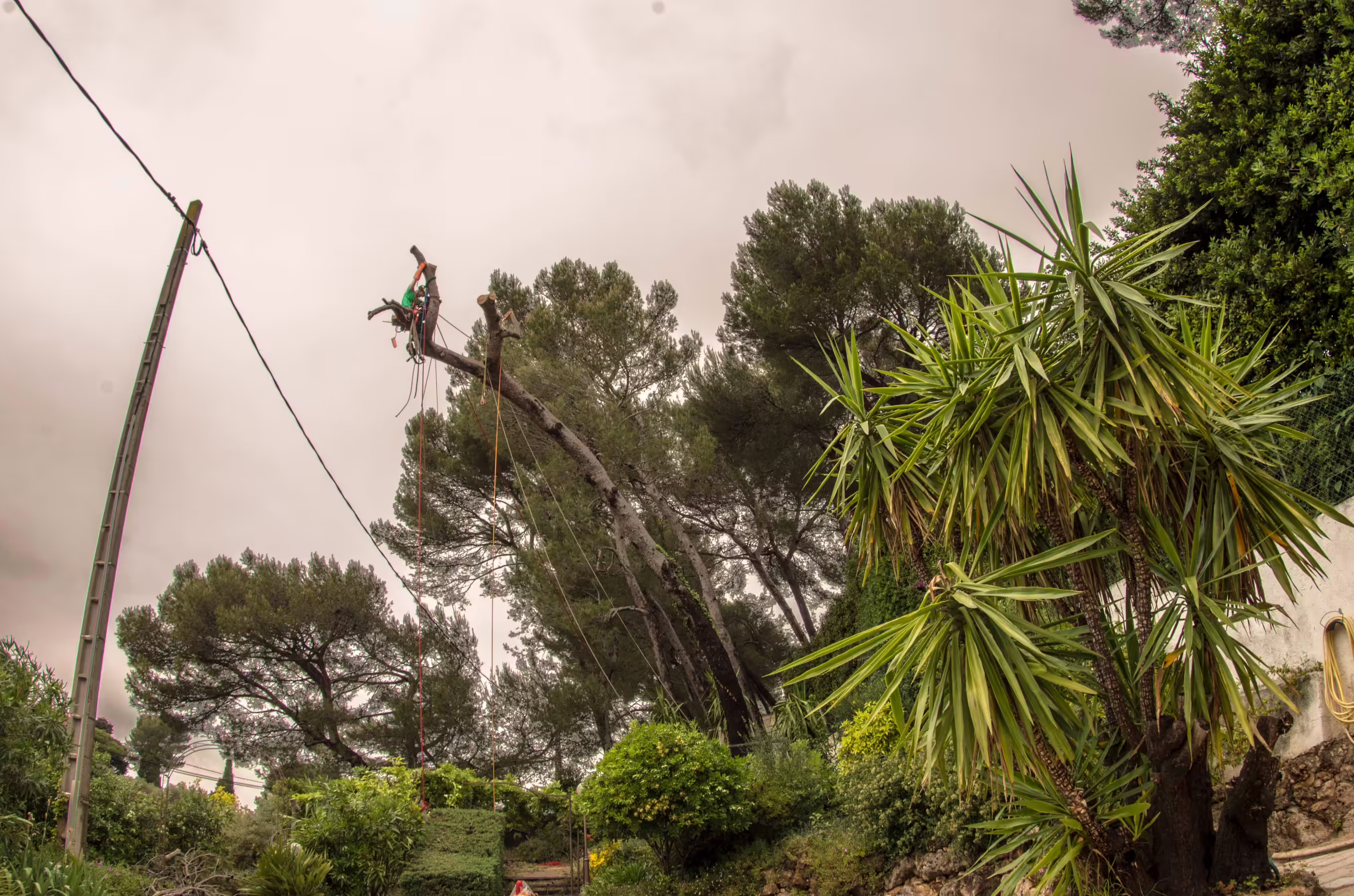 Grimpeur progressant dans la couronne d’un pin d’Alep lors d’un démontage. Antibes (06)