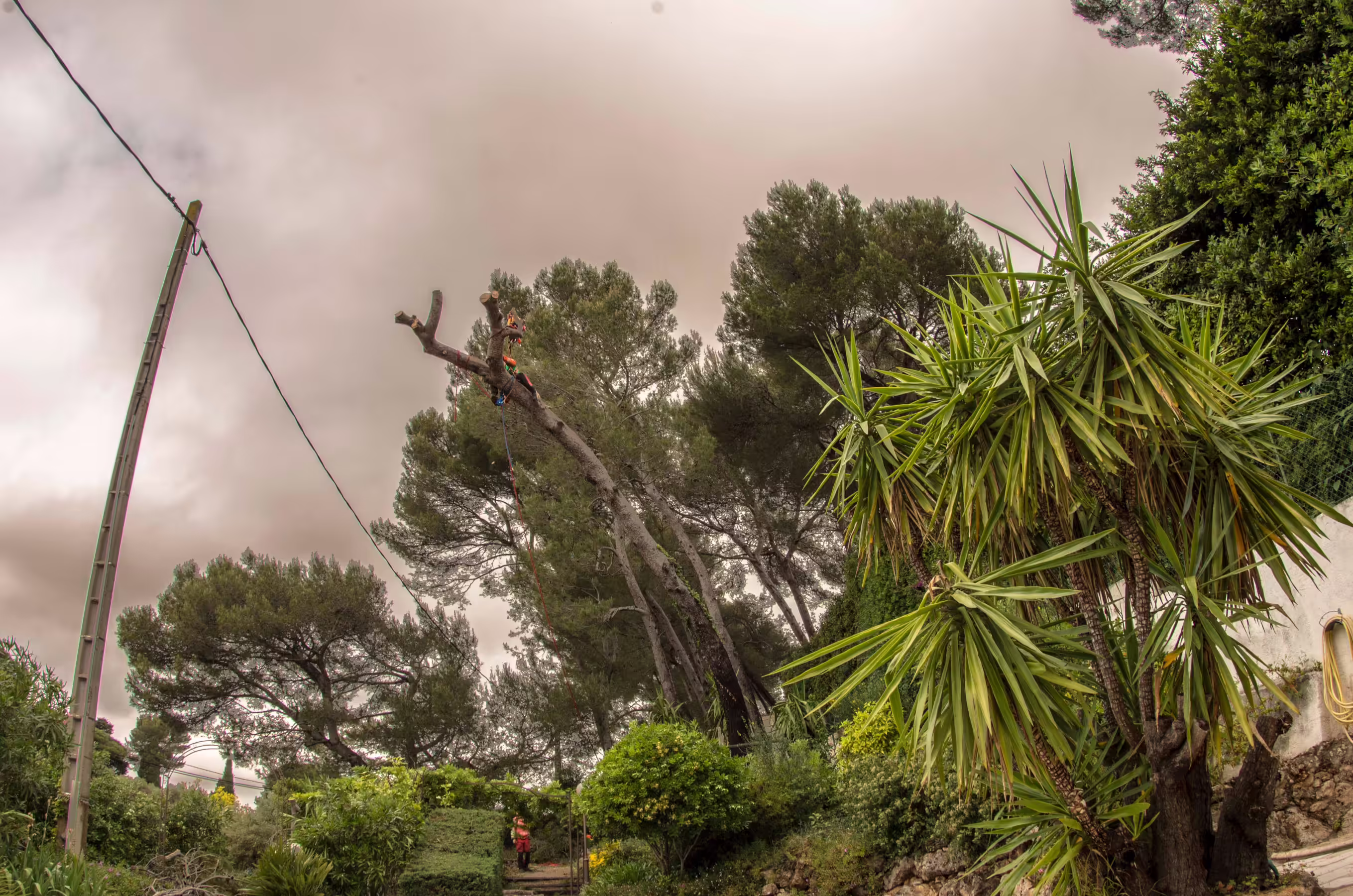 Déplacement de la corde de rétention sur le fût d’un pin d’Alep. Antibes (06)