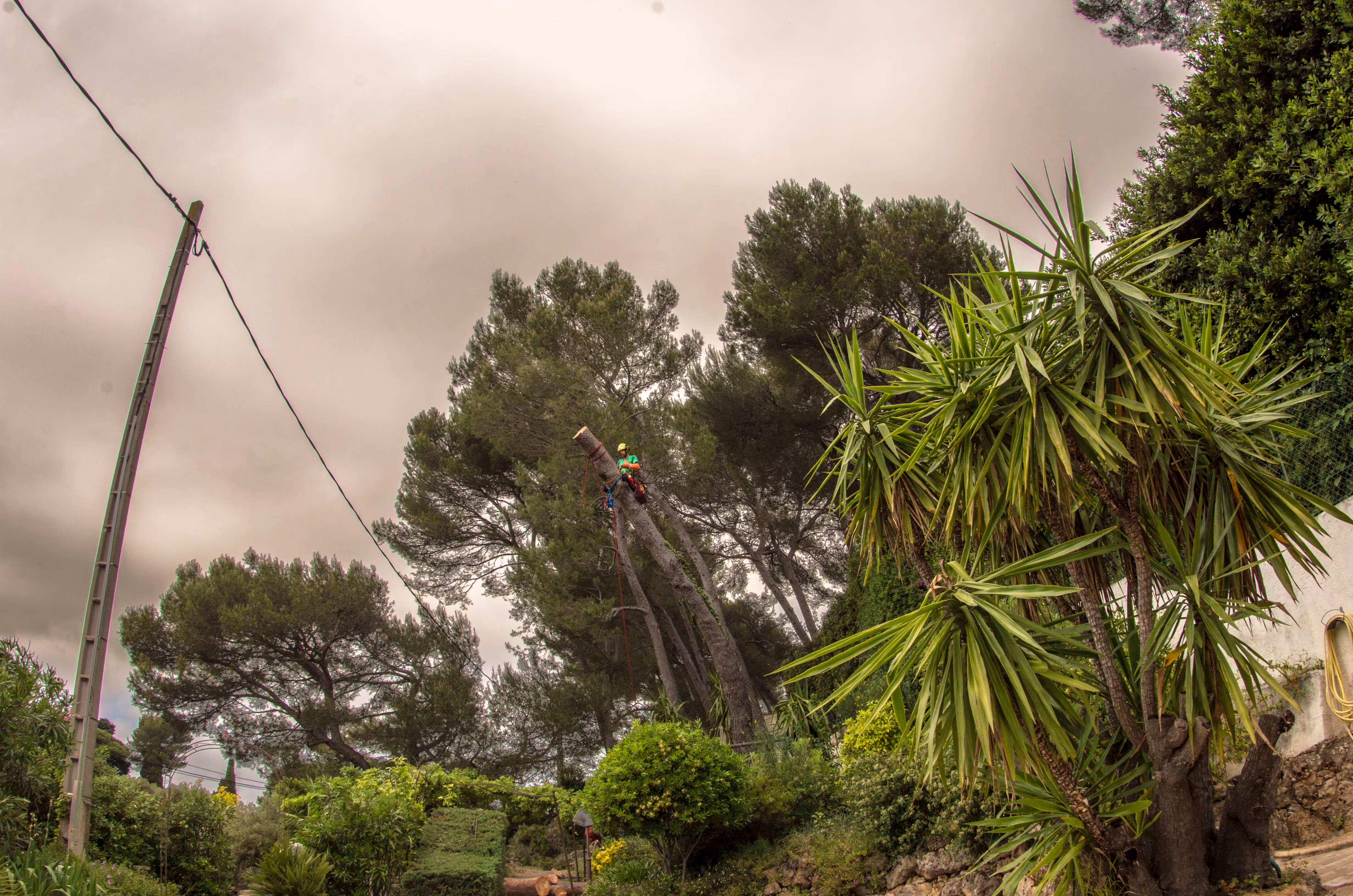 Repositionnement des cordes avant le tronçonnage d’un billot de pin d’Alep. Antibes (06)