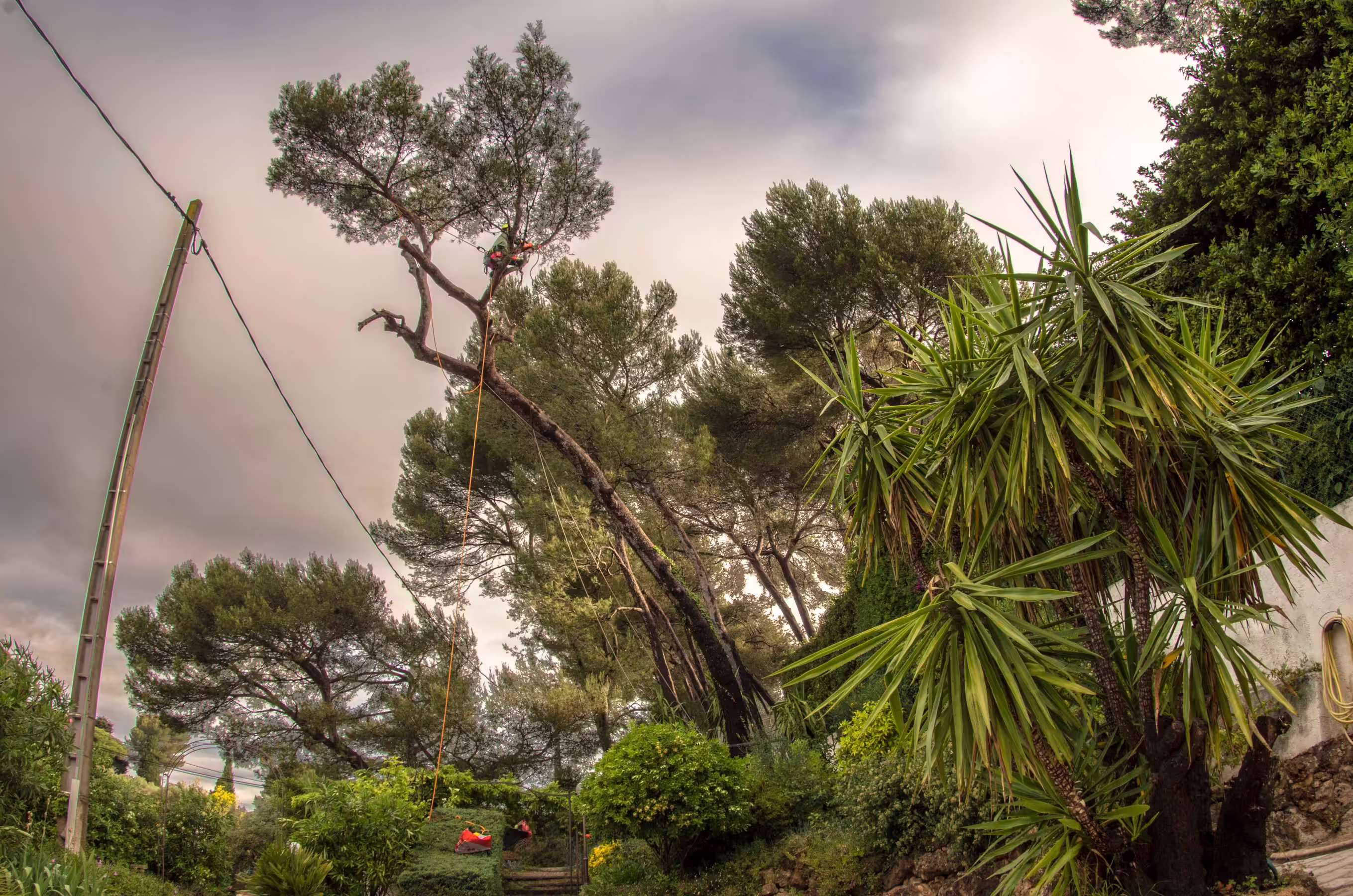 Coupe d’une branche de pin d’Alep lors d’un chantier de démontage. Antibes (06)