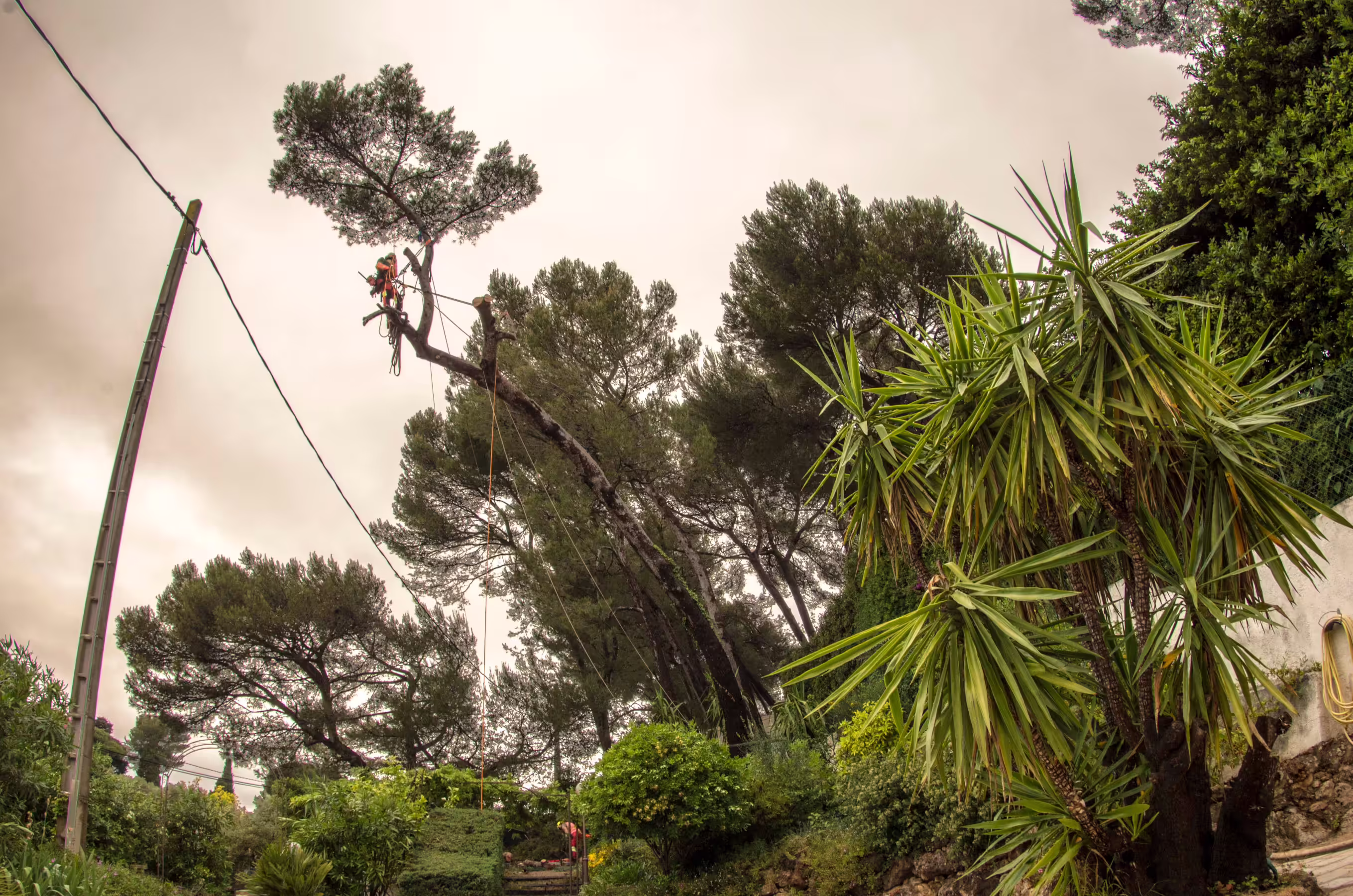 Repositionnement des cordes de rappel lors du démontage d’un pin d’Alep. Antibes (06)
