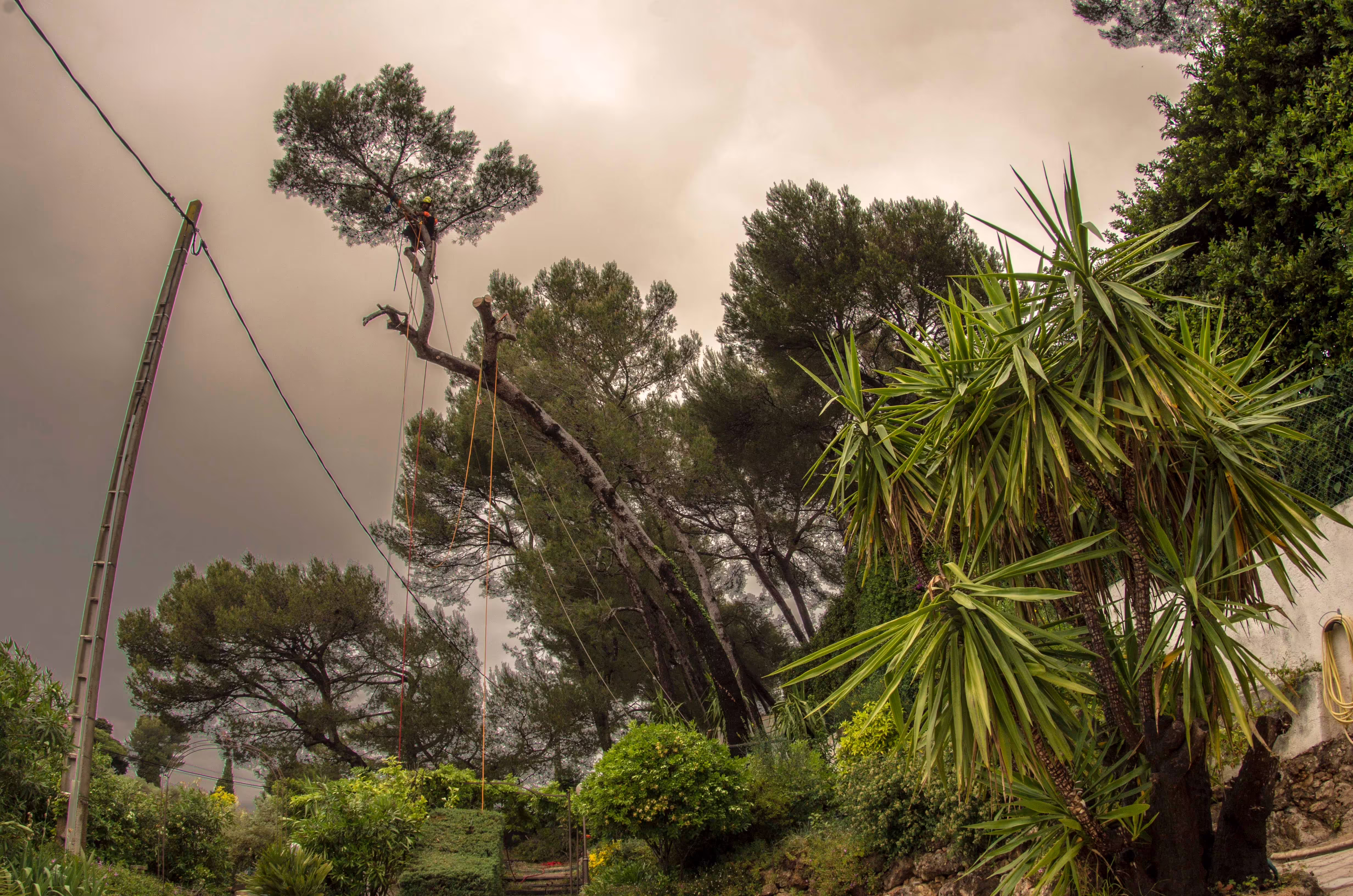 Découpe d’une branche charpentière en rétention lors du démontage d’un pin d’Alep. Antibes (06)
