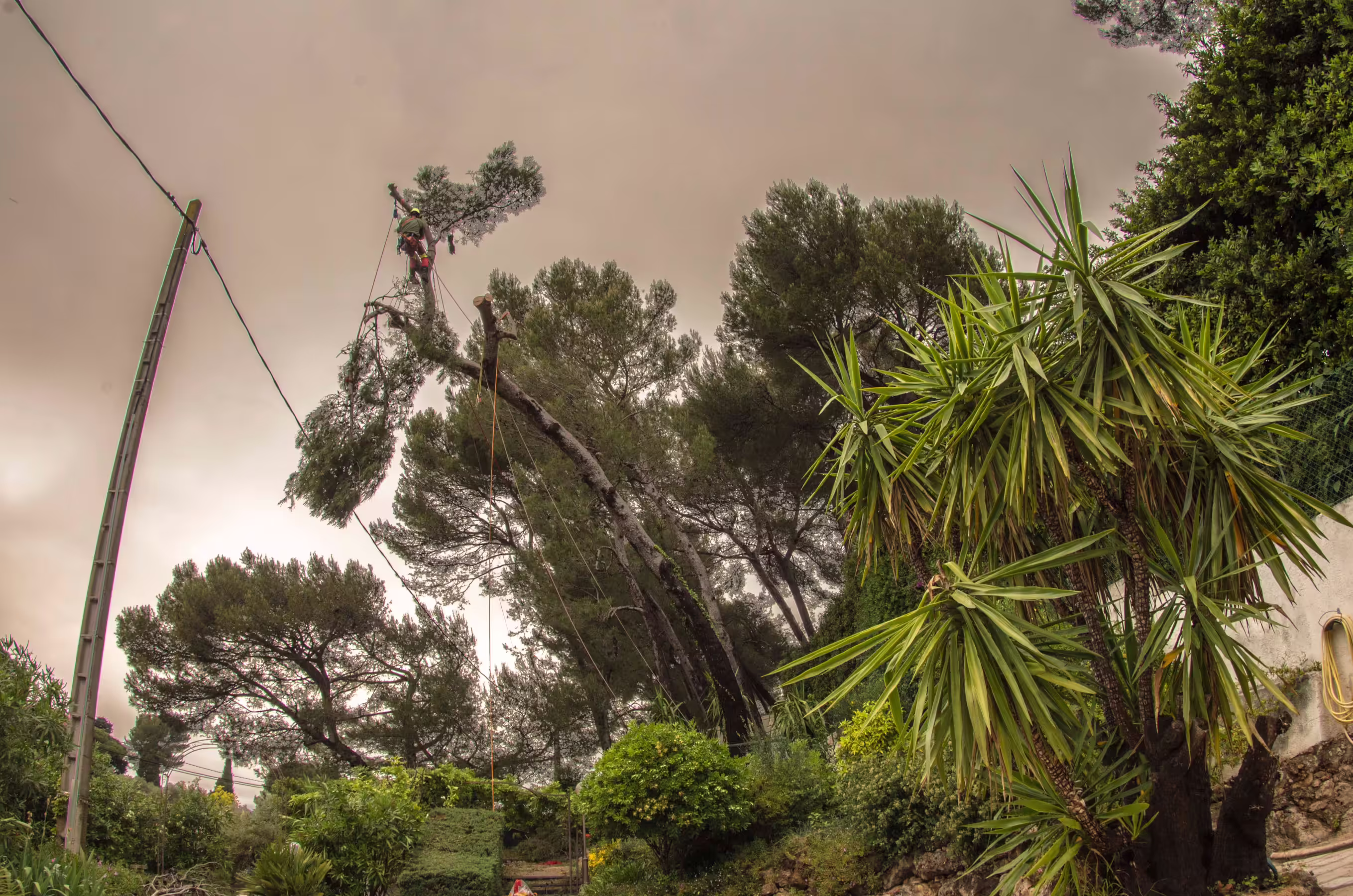 Rétention d’une branche charpentière au-dessus d’une ligne électrique lors d’un démontage. Antibes (06)